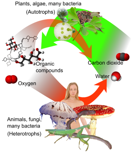 carbon dioxide