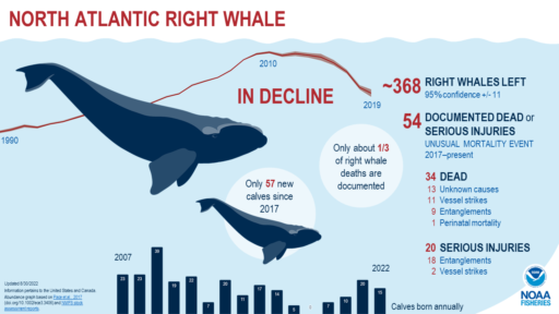 Right Whales Endangered by Wrong Energy Policies
